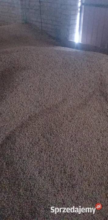 Łubin wąskolistny biały słodki Boregine Kramkówka Duża