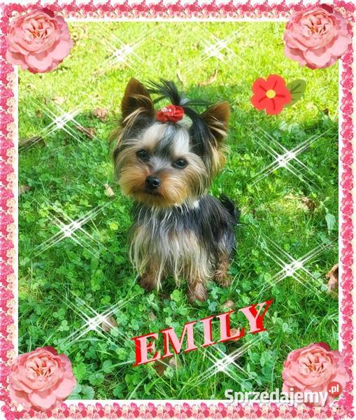 YorkYorkshire TerrierElitarne MICRO Cudeńka mazowieckie Warszawa sprzedam