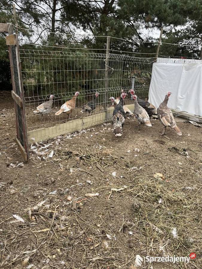 Przepiękne indyczki Mława