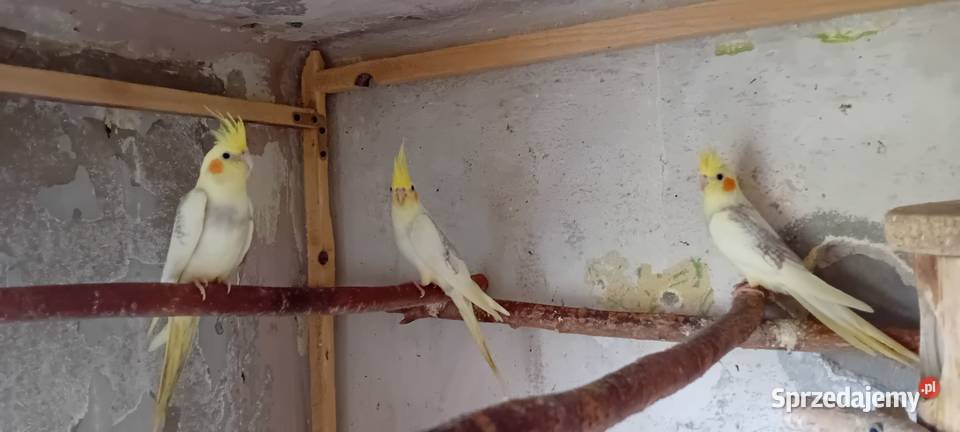 Papugi nimfy perłowe 2025 śląskie Pruchna sprzedam