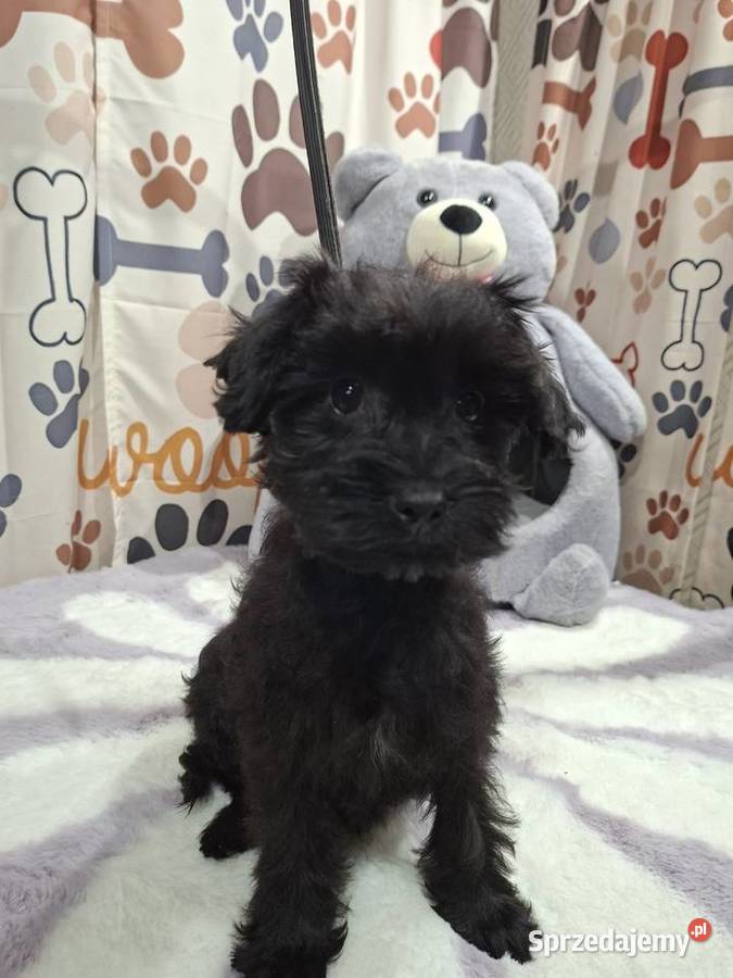 Yorkshire terrier komplet szczepień Psary Małe