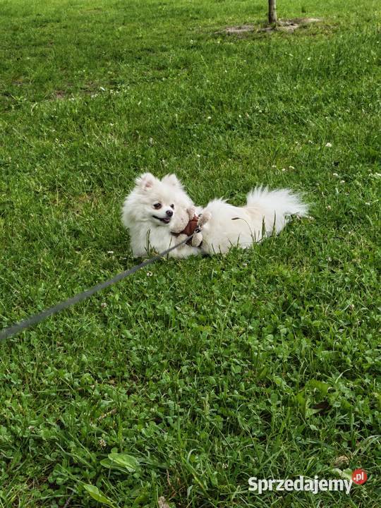 szpic miniaturowy pomeranian Ruda Śląska