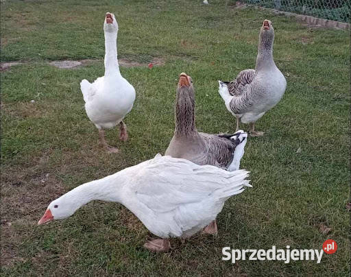 Sprzedam geś domową Malinie sprzedam
