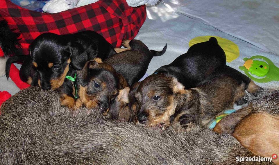 Jamniki szorstkowłose miniaturowe Tychy