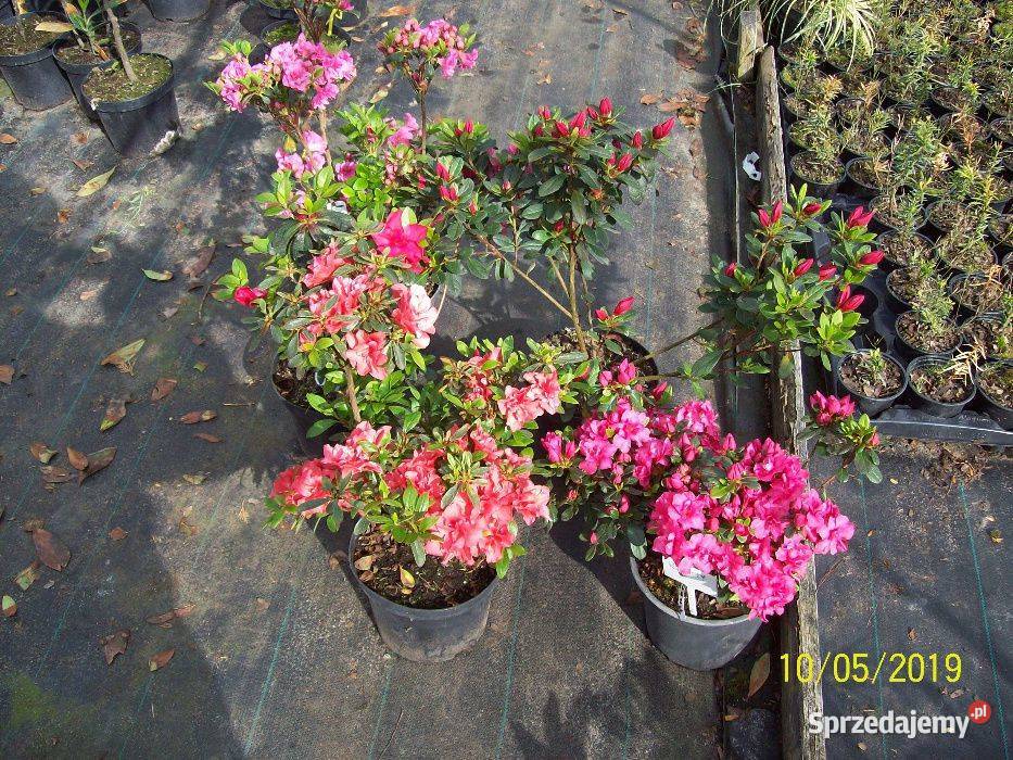 Azalia JapońskaHortensja bukietowa 4060 DONICZKA Zacharzyce