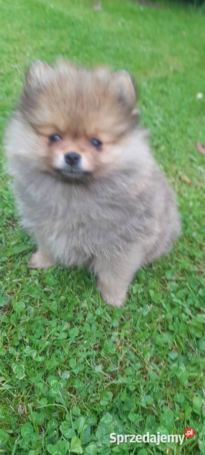 Szpic miniaturowy pomeranian Szpic miniaturowy małopolskie Wieliczka