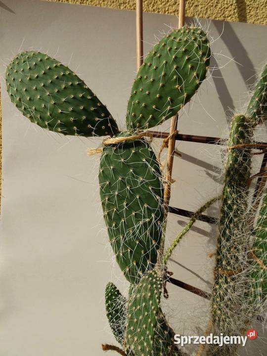 Opuncja kaktus wys 80 Nowy Sącz