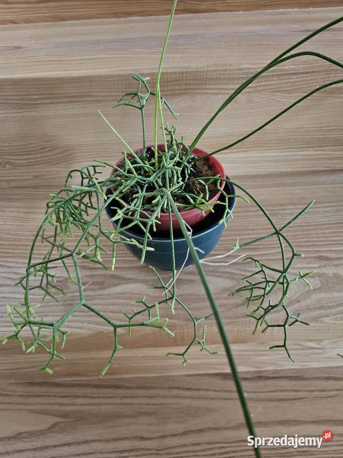 Rhipsalis patyczak zwisający roślina doniczkowa Oświęcim