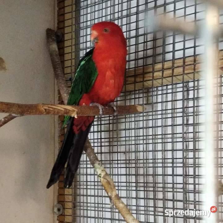 Papuga Szkarłatka sprzedam sprzedam