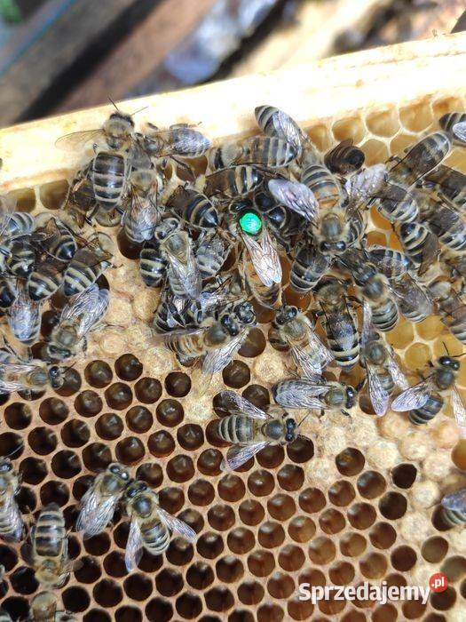 ręki Buckfast Anatolica matki unasiennione