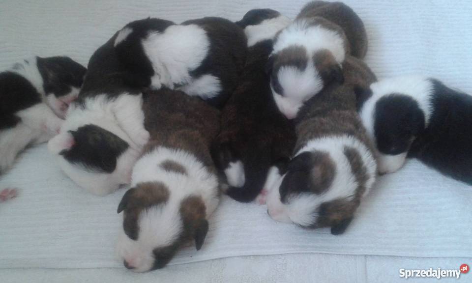 welsh corgi cardigan owczarek walijski łódzkie Skierniewice