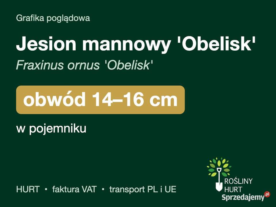 Jesion mannowy Obelisk obwód 1416 w pojemniku wielkopolskie