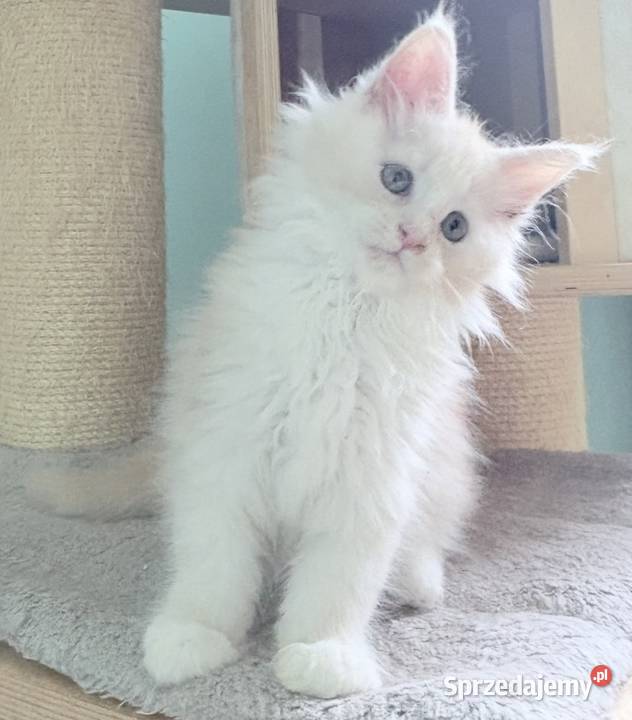 Maine Coon Śliczna Nemezis Wińsko