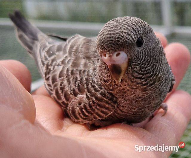 papużka falista blackface młoda do oswojenia i Leszno
