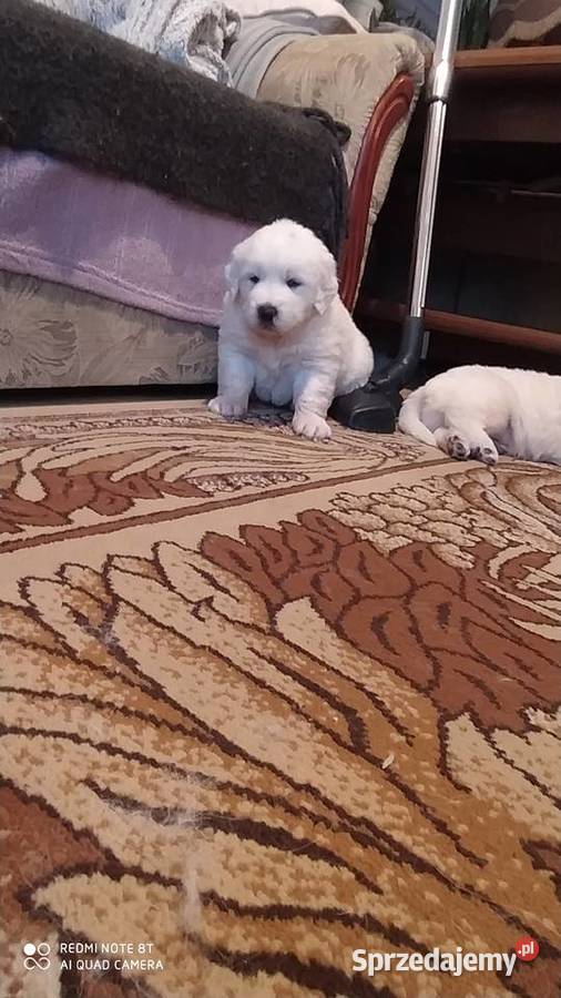 Owczarki Podhalanskie Łochów