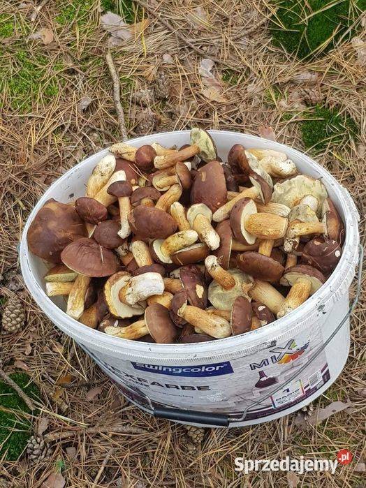 Sprzedam grzyby podgrzybki Konin sprzedam