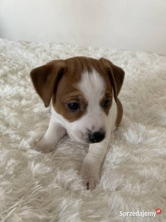 Jack Russell Terrier gładkowłosy Warszawa