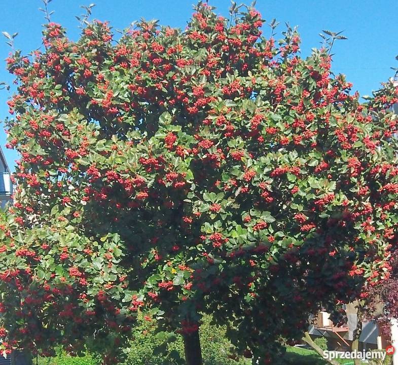 Jarząb szwedzki kujawsko-pomorskie Bydgoszcz sprzedam