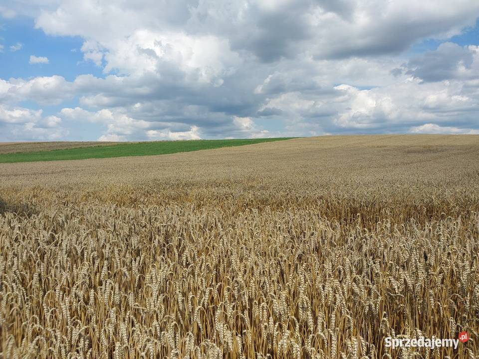 Pszenica Ozima Ziarno łódzkie Rychłocice sprzedam
