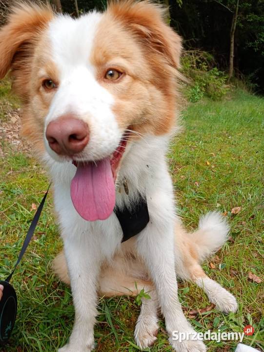 Bordel colie szczeniaki sunie pieski pomorskie Sierakowice sprzedam