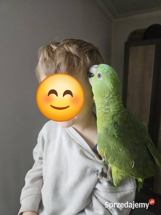 Papuga Amazona auropalliata amazonka żółtoszyja Zębowice