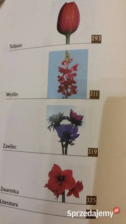 Kwiaty cięte uprawiane pod osłonami Marek Jerzy Wrocław