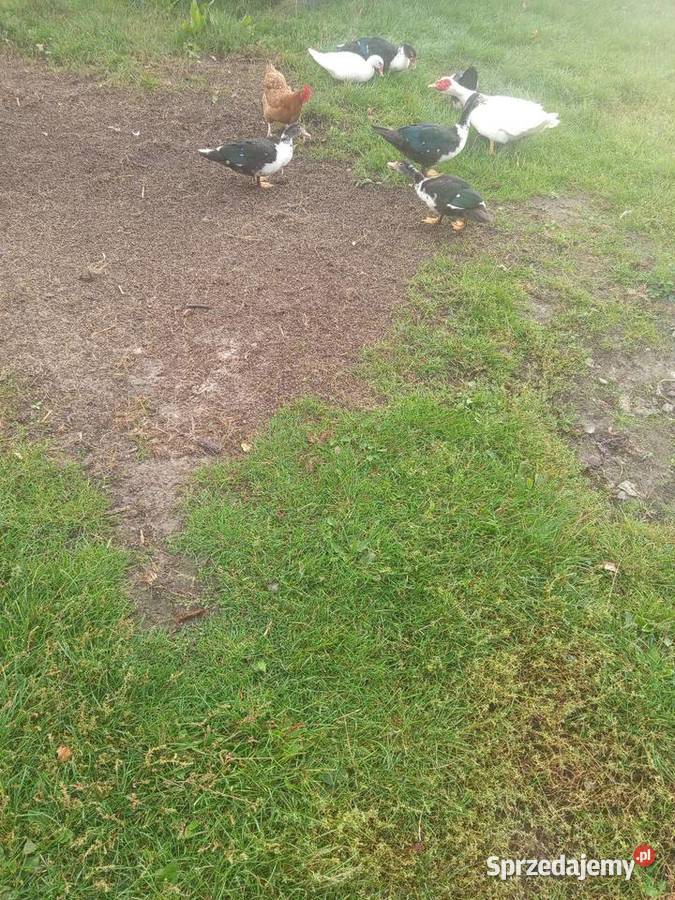 Sprzedam kaczki Kutno