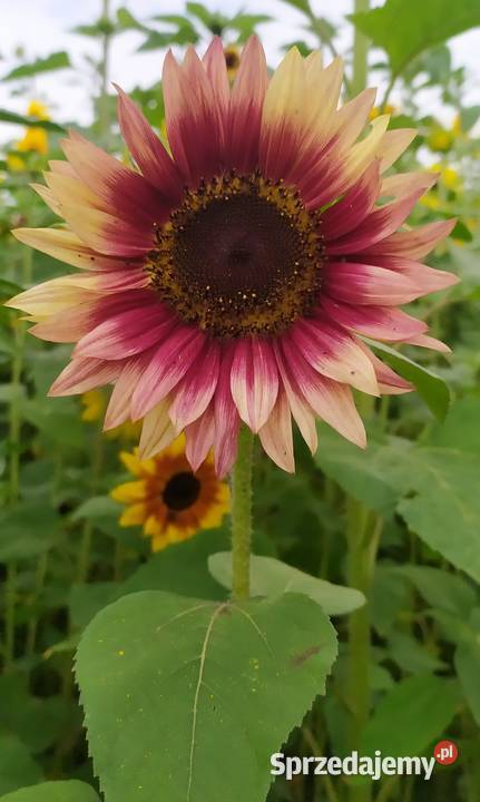 Słonecznik ozdobny nasiona paszport faktura Lublin