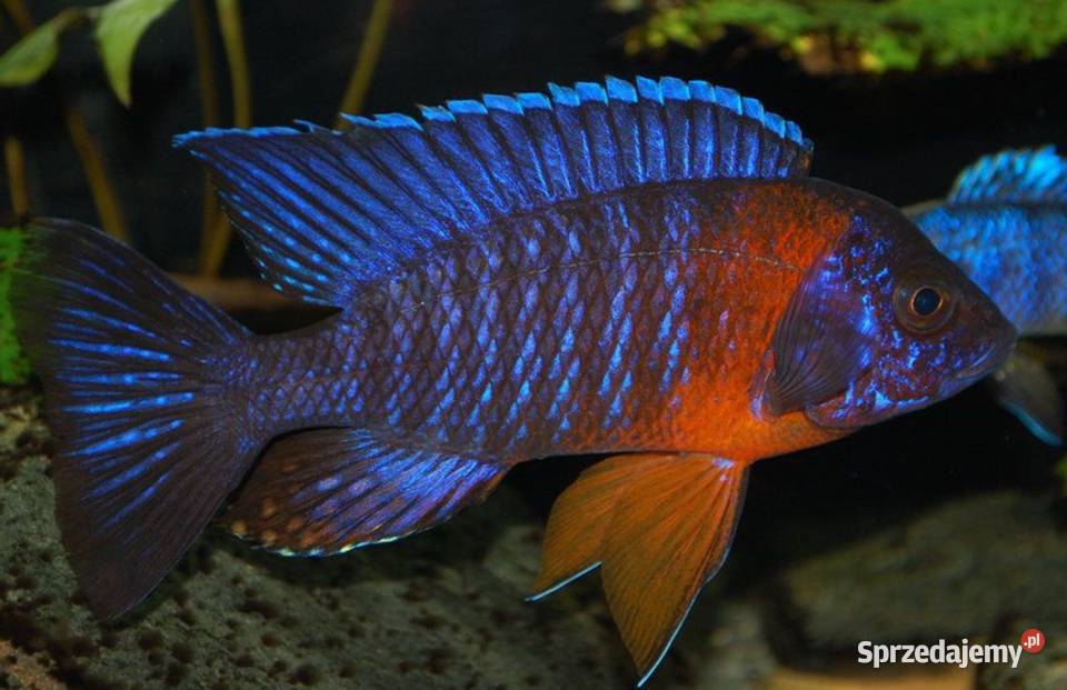 Aulonocara hansbaenschi RED FLUSH SAMCE XXL 10 pomorskie Gdańsk sprzedam