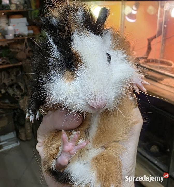 Świnka morska cavia domowa cawia Gryzonie Tarnów