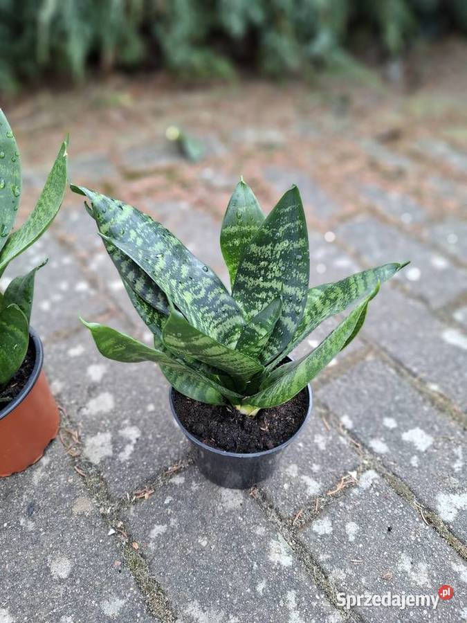 Sansevieria green hahnii 20 Szczecin sprzedam