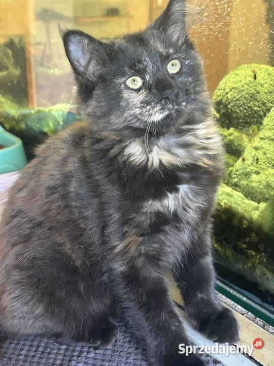 Koteczka Norweska Leśna Rybnik