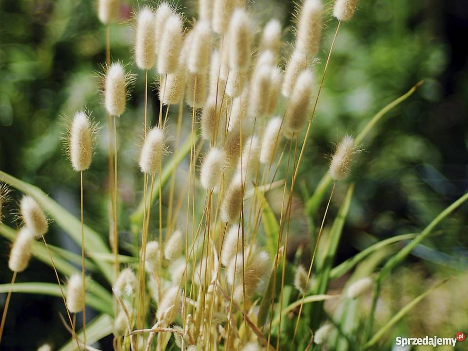 HIT Dmuszek jajowaty Nasiona Poznań