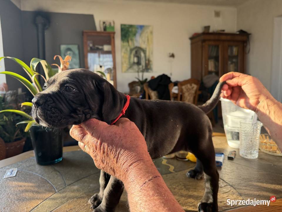 Cane Corso Italiano szczenięta