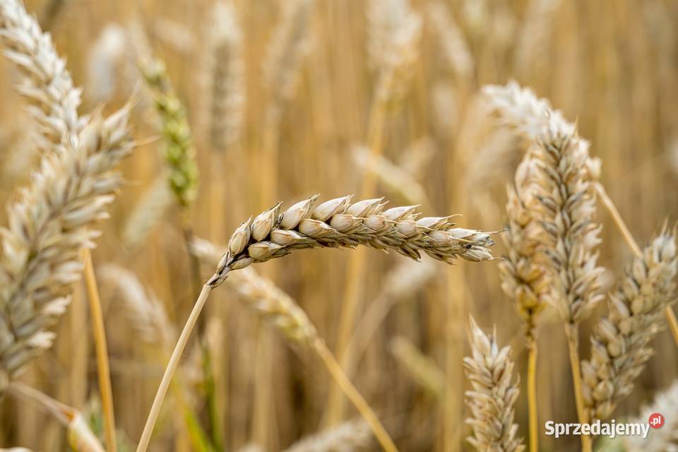 Pszenica jara Harenda przewódka Uliszkowice sprzedam