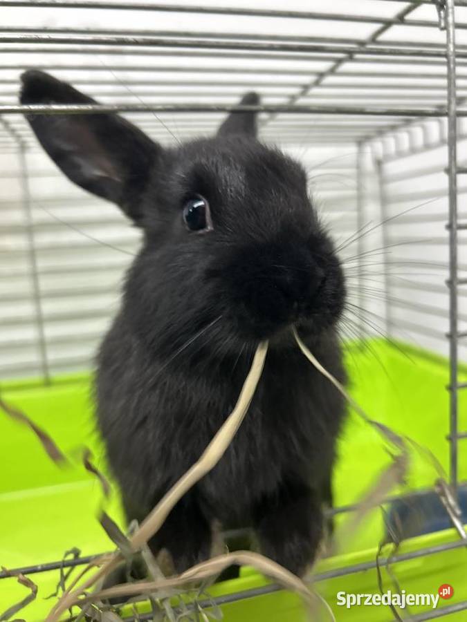 króliczki miniaturki możliwy dowóz