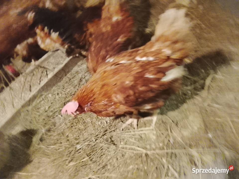 Kury nioski TETRA Drób i ptactwo Brzeźno