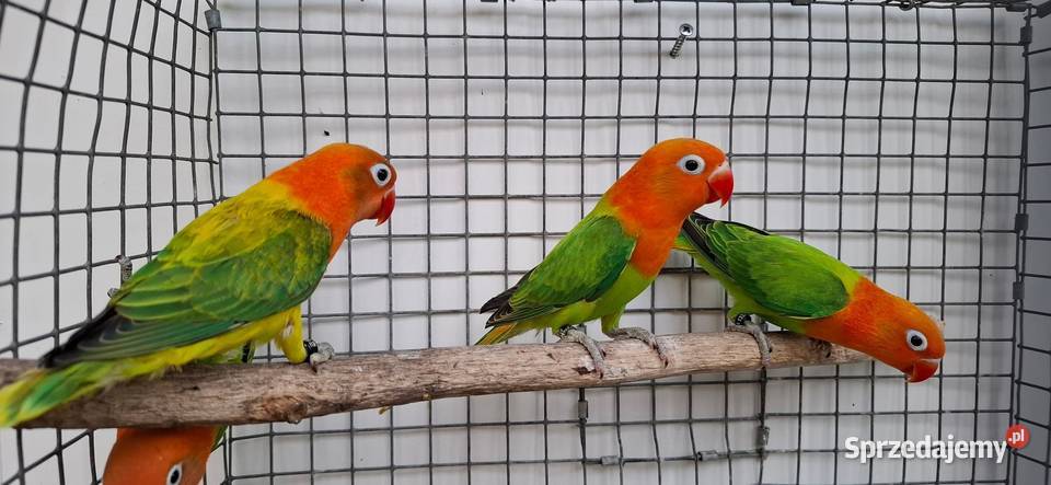 Nierozłączki Ptaki Zakliczyn sprzedam