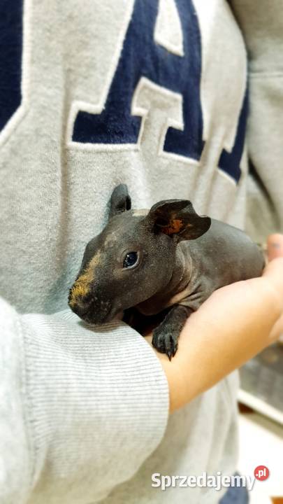 Świnka morska skinny samiczka z akcesoriami Koszalin