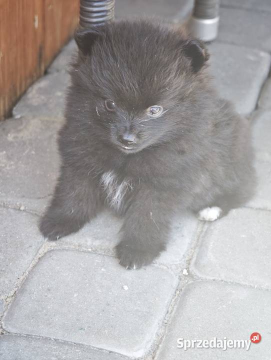 Szpic Miniaturowy sprzedam