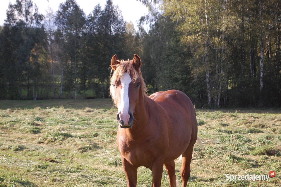 Ogierek pod siodlo do rekreacji Konie