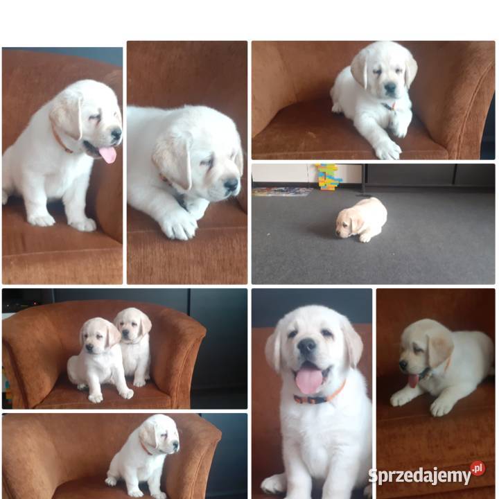 Labrador retriever zapowiedz miotu 2026r mazowieckie Pasztowa Wola sprzedam