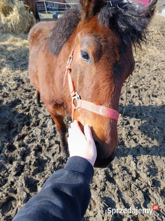 Źrebaki huculskie Tuligłowy