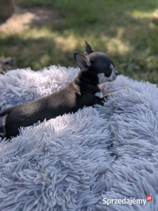 Chihuahua suczka xxs Szczaworyż