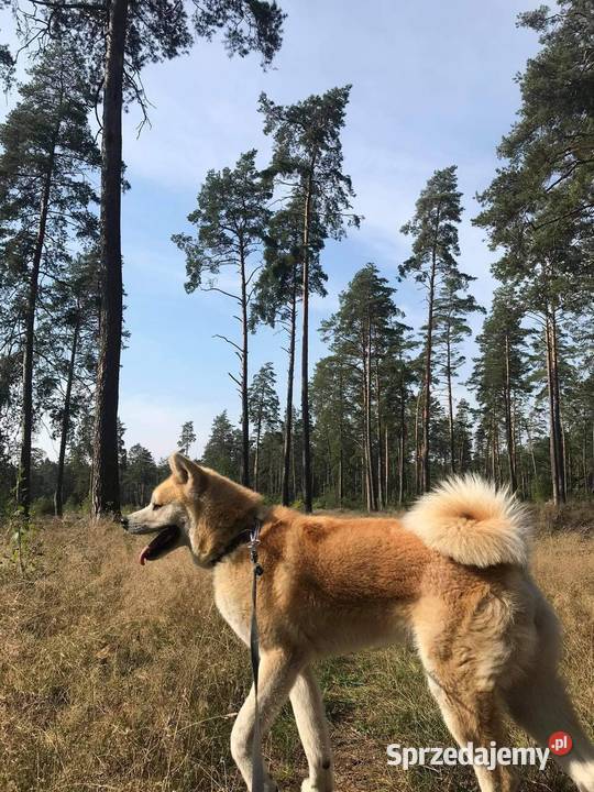Sprzedam suczkę Akity Akita podkarpackie Rzeszów