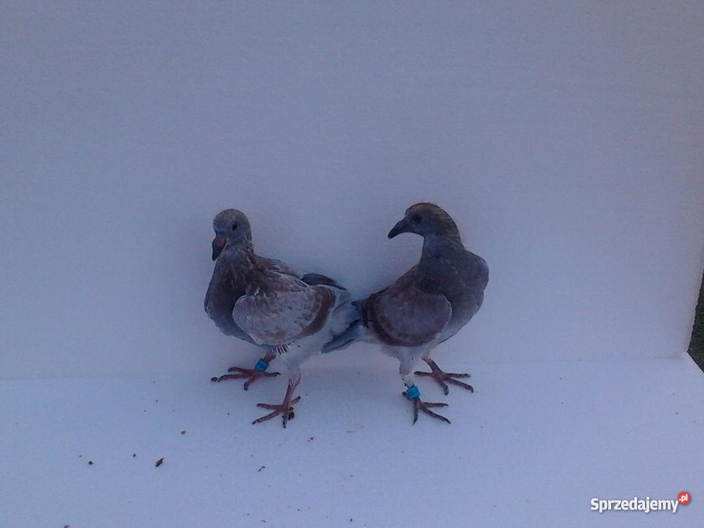 młode gołębie pocztowe Czarnków