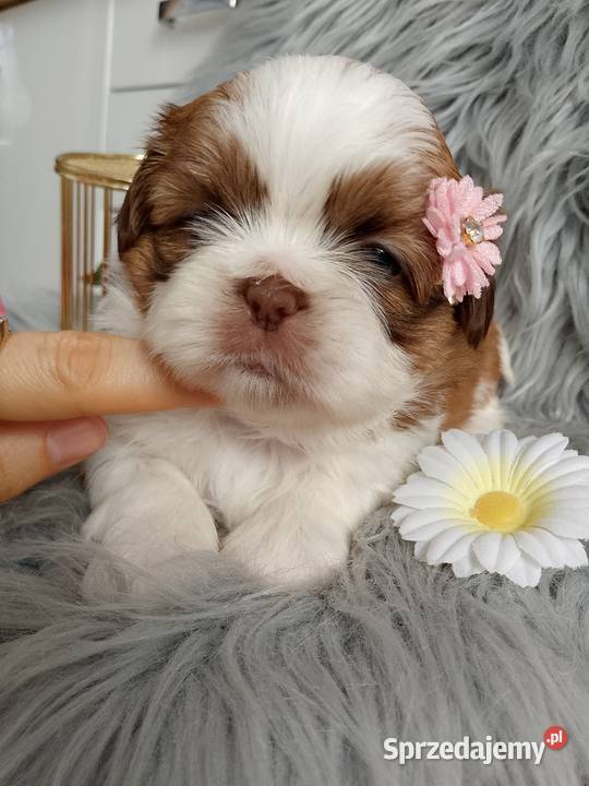 Suczka rasy ShihTzu biało złota