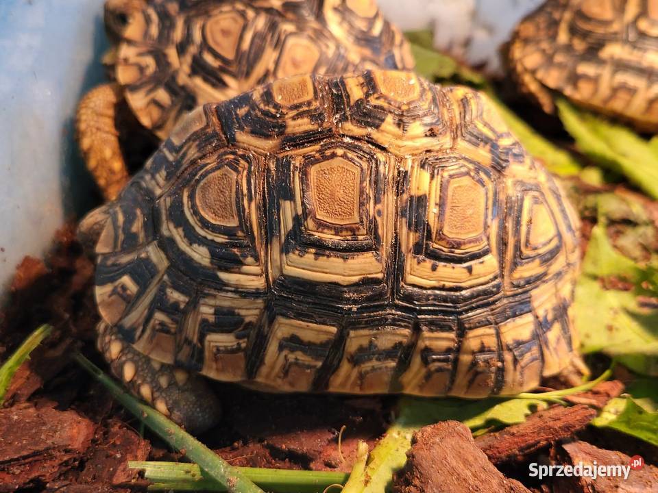 Żółw Lądowy Lamparci Sklep Zoologiczny Zwierzęta Katowice