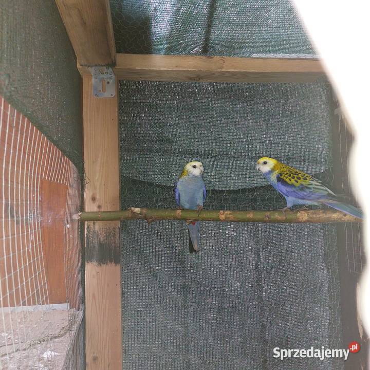 Sprzedam papugi rozele bladoglowe para