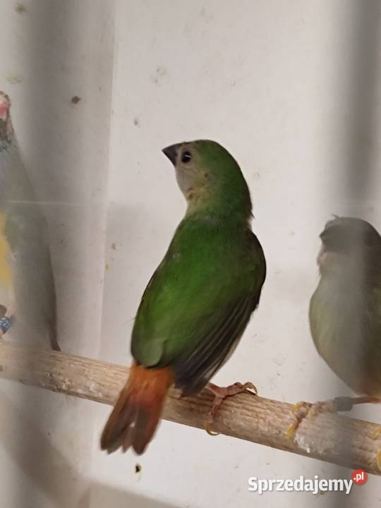 Papuzik Forbesa samicaAstryld Astryldy małopolskie Myślenice